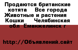 Продаются британские котята  - Все города Животные и растения » Кошки   . Челябинская обл.,Еманжелинск г.